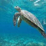 Sharing Snorkeling Trip Gili islands Depart Lombok/Gili Trawangan - The Experience: What You’ll Actually See and Feel