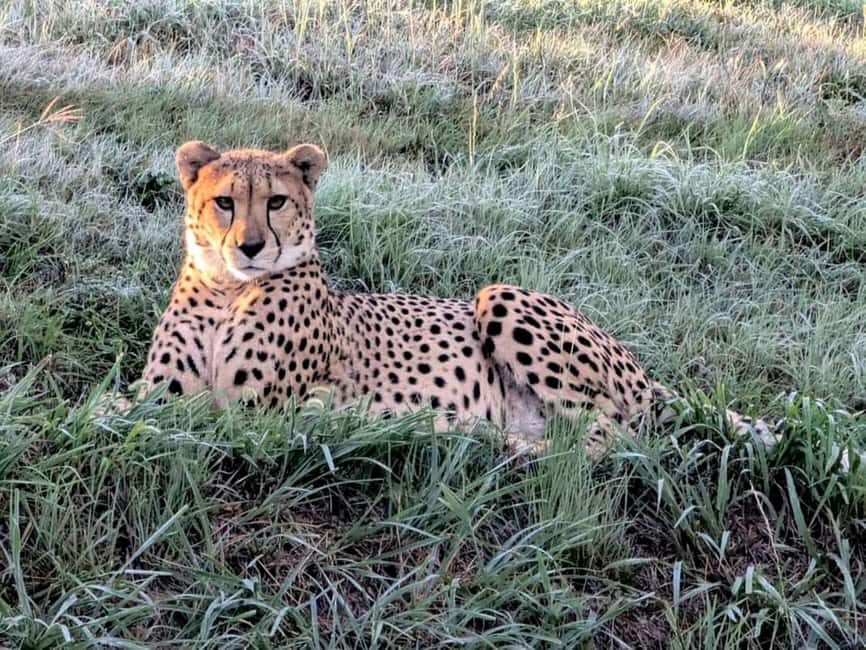 Sheopur: Kuno National Park Jeep jungle Safari - Practical Details: What You Need to Know