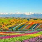 Shikisai-no-Oka Fairy Terrace Tour, optional lunch from Sapporo - Is This Tour Worth It?