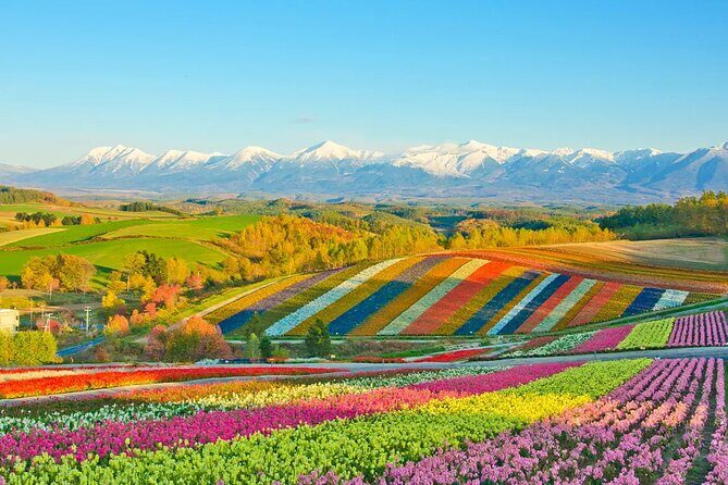 Shikisai-no-Oka Fairy Terrace Tour, optional lunch from Sapporo - Is This Tour Worth It?