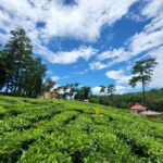 Shillong: Guided Half-Day Sightseeing Tour by Car - Who Should Consider This Tour?