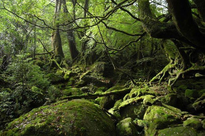Shiratani-Unsuikyo Trekking Tour in Yakushima Island - Key Points