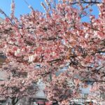 Shizuoka and Izu City Cherry Blossom Private 2 Days Tour - Exploring the Itinerary in Detail