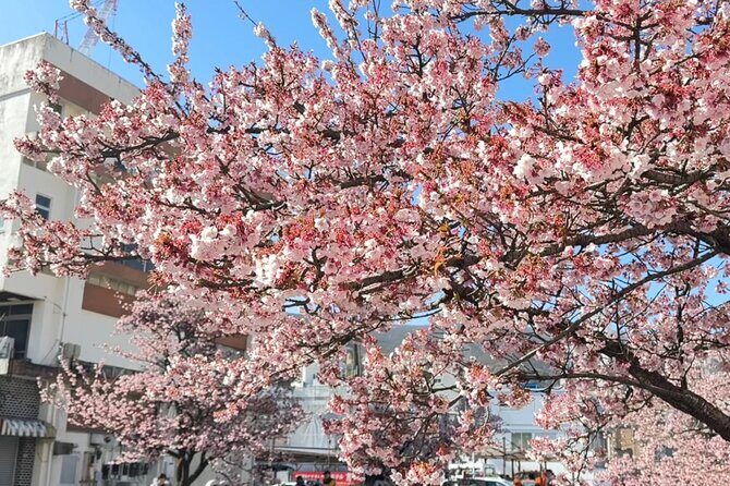 Shizuoka and Izu City Cherry Blossom Private 2 Days Tour - Exploring the Itinerary in Detail