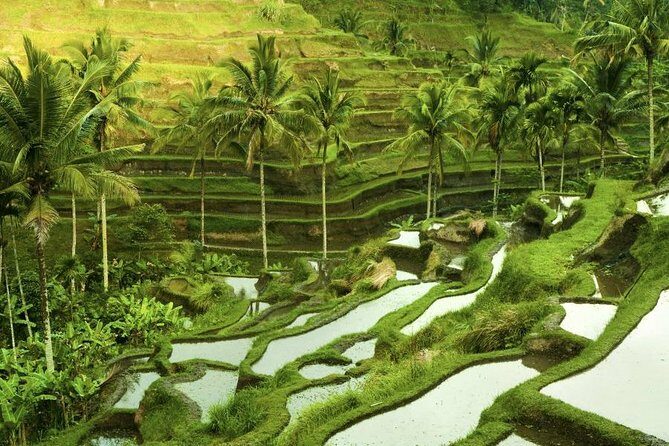 Shore Excursion : Private Tours To Ubud Art village And Surrounding Area - Who Will Love This Tour?