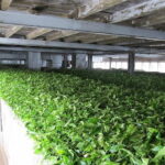 Shore Excursions Colombo Port Passenger Terminal to Kandy By Car. - What Travelers Say About This Tour