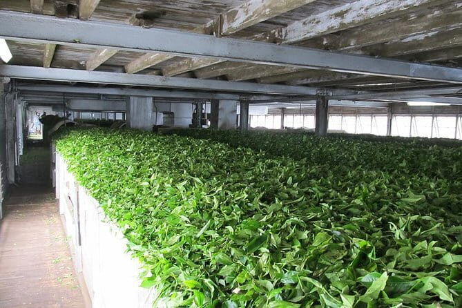 Shore Excursions Colombo Port Passenger Terminal to Kandy By Car. - What Travelers Say About This Tour