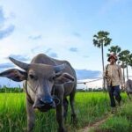 Siem Reap: Silk Farm & Countryside Offbeat Jeep Tour - Who Will Love This Tour?