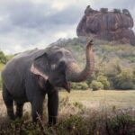 Sigiriya and Dambulla Cave Temple Private Day Trip From Bentota - Final Thoughts: Why This Tour is Worth Considering