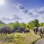 Sigiriya Fortress and best Wildlife Safari Tour - Practical Details & Value Analysis