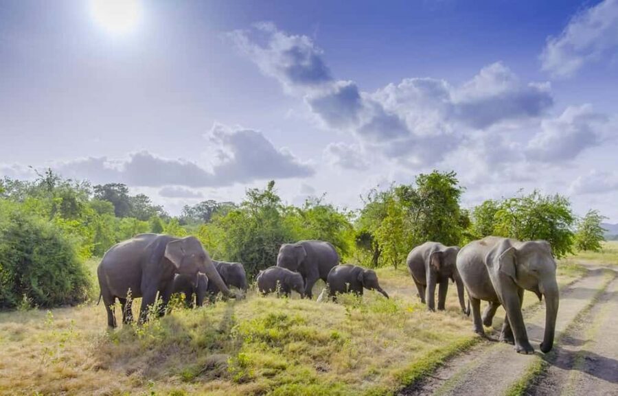 Sigiriya Fortress and best Wildlife Safari Tour - Practical Details & Value Analysis