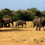 Sigiriya & Minneriya Safari Tour from Kandy - Who Will Enjoy This Tour?