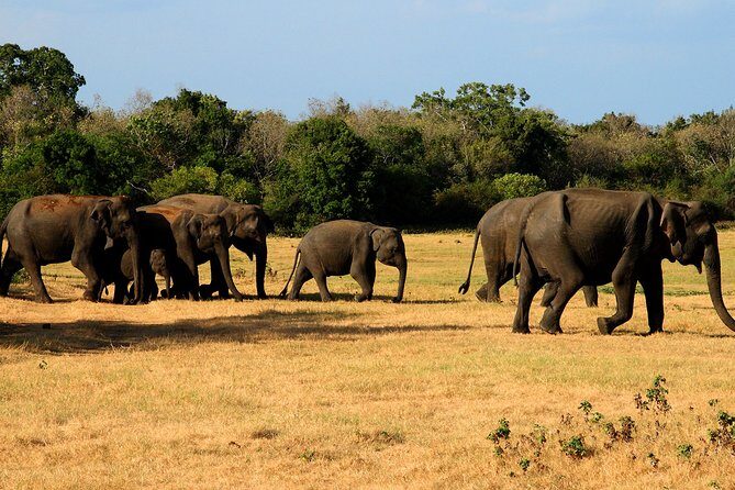 Sigiriya & Minneriya Safari Tour from Kandy - Who Will Enjoy This Tour?