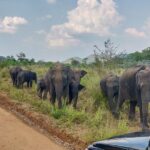 Sigiriya Rock and Wild Elephant Safari from Dambulla - Who Will Love This Tour?