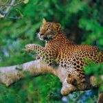 Sigiriya To Airport Drop - In-Depth Review of the Sigiriya to Airport Drop Service