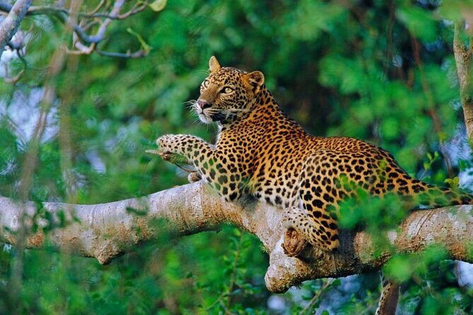 Sigiriya To Airport Drop - In-Depth Review of the Sigiriya to Airport Drop Service