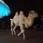 Silk Road Theme Show Legend of Camel Bell Ticket with Transfer - The Sum Up: Is It Worth Your Time?