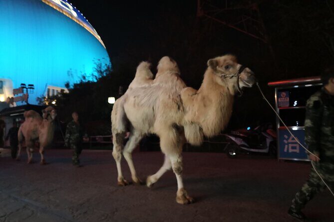 Silk Road Theme Show Legend of Camel Bell Ticket with Transfer - The Sum Up: Is It Worth Your Time?