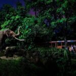 Singapore Night Safari Ticket Experience - Final Thoughts: Is It Worth It?