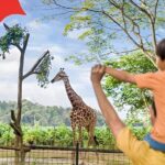 Singapore Zoo Entry Ticket - The Sum Up