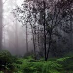 Sinharaja Rain Forest Tour from Tangalle - Who Will Love This Tour?