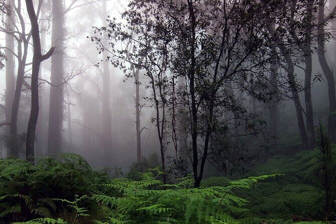 Sinharaja Rain Forest Tour from Tangalle - Who Will Love This Tour?