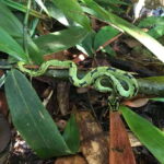 Sinharaja Rainforest: Day Trip From Galle or Bentota - The Wildlife Encounters