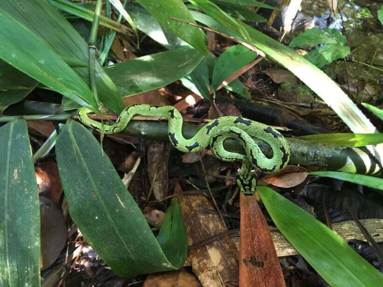 Sinharaja Rainforest: Day Trip From Galle or Bentota - The Wildlife Encounters