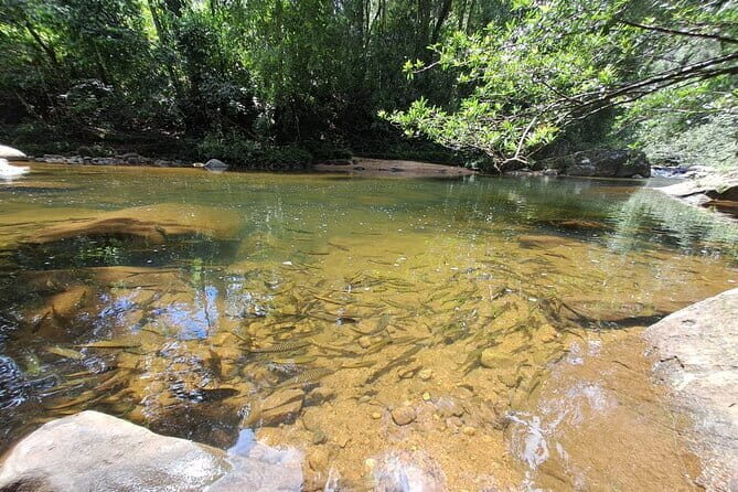 Sinharaja Rainforest Trip - An In-Depth Look at the Sinharaja Rainforest Tour