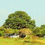 Sinharaja Rainforest & Udawalawe Safari - 2 Days, All Inclusive - Why This Tour Stands Out