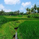 Sip, Paint and Winery - Sip, Paint and Winery: An Authentic Bali Experience