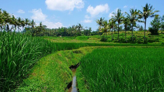 Sip, Paint and Winery - Sip, Paint and Winery: An Authentic Bali Experience