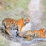Skip The Line Access: Panna National Park Jungle Safari - An In-Depth Look at the Panna National Park Safari Experience