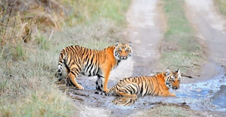 Skip The Line Access: Panna National Park Jungle Safari - An In-Depth Look at the Panna National Park Safari Experience