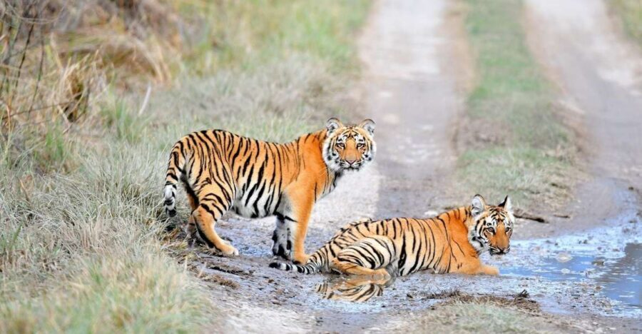Skip The Line Access: Panna National Park Jungle Safari - An In-Depth Look at the Panna National Park Safari Experience