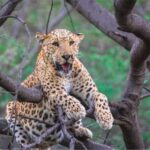 Skip The Line : Nahargarh Biological Park Tour, Jaipur - Who Is This Tour Best For?