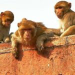 Skip The Line: Taj Mahal Sunrise Tour from - Delhi (All-Inclusive) - Frequently Asked Questions