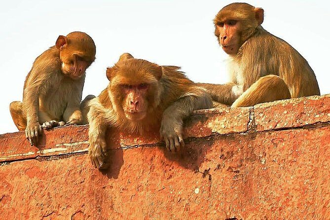 Skip The Line: Taj Mahal Sunrise Tour from - Delhi (All-Inclusive) - Frequently Asked Questions