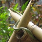 Small-Group Full-Day Khao Sok Nature Tour From Khao Lak - Authenticity and Value: What Sets This Tour Apart