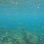 Snorkeling at Angel Rock - Who Is This Tour Best Suited For?