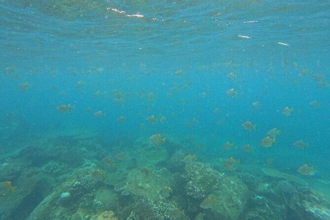 Snorkeling at Angel Rock - Who Is This Tour Best Suited For?