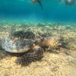 Snorkeling at Menjangan Island Bali Hidden Underwater Gem - Authentic Experiences and Real Reviews