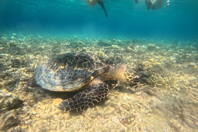 Snorkeling at Menjangan Island Bali Hidden Underwater Gem - Authentic Experiences and Real Reviews