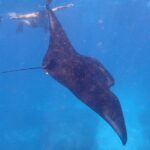 Snorkeling Day Trip To Lembongan and Penida - Who Will Love This Tour?