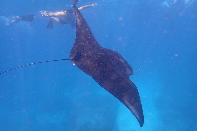 Snorkeling Day Trip To Lembongan and Penida - Who Will Love This Tour?