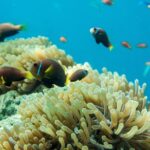 Snorkeling in Dhiffushi - Practicalities and Considerations