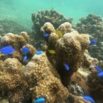 Snorkeling in Okinawa: Private booking - Who Should Consider This Tour?