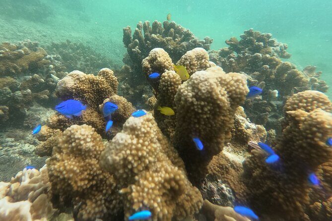 Snorkeling in Okinawa: Private booking - Who Should Consider This Tour?