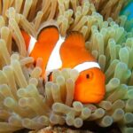 Snorkeling in The Blue Cave from a Boat - The Sum Up: Is This Tour Worth It?