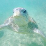 Snorkeling On Beautiful Rock Island - Unawatuna by Boat - An In-Depth Look at the Snorkeling Experience